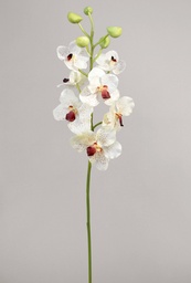 [9128-1] Orchid (Alternative 1)