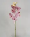 [9128-2] Orchid (Alternative 2)