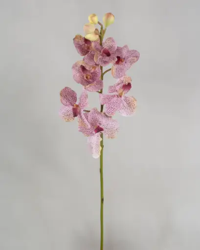 Orchid