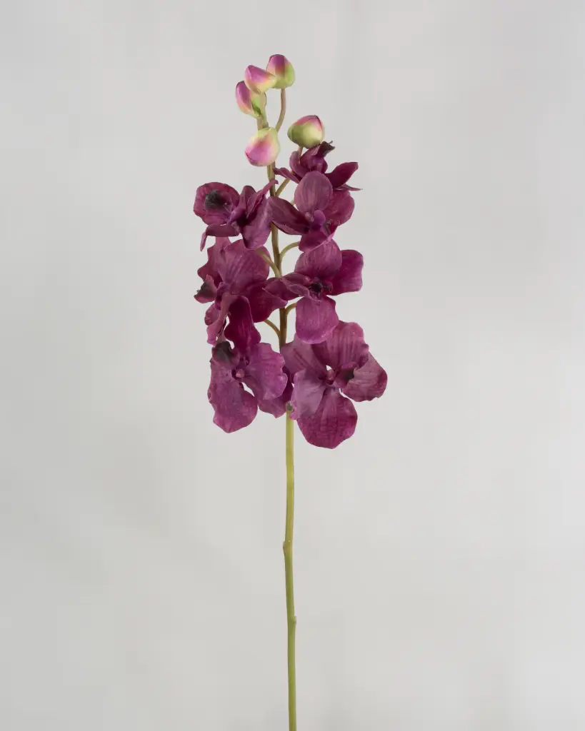 Orchid