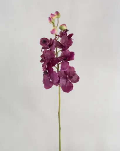 Orchid