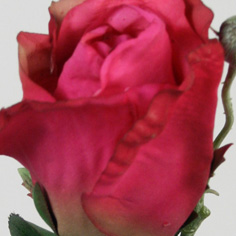 [6241] Rose (Alternative 3)