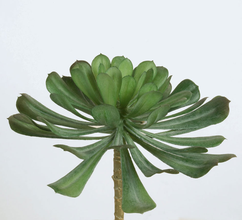 echeveria 