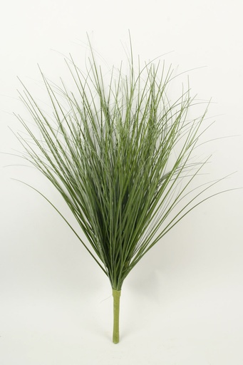 [2378] onion grass 