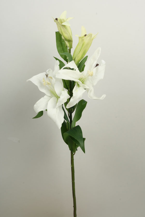 lily cream 