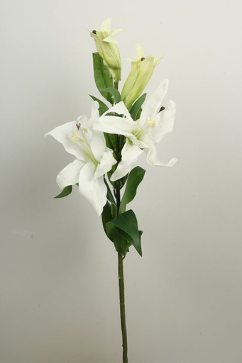 [3112] lily cream 