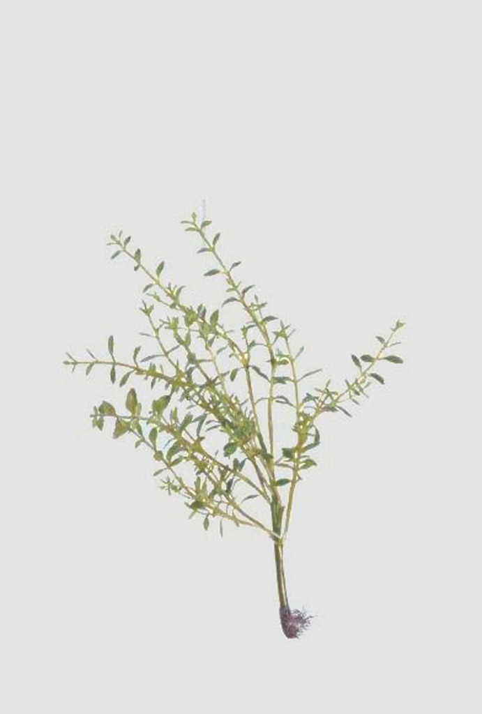 thyme 
