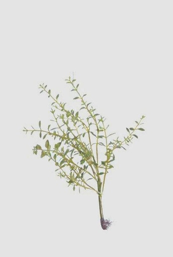 thyme 