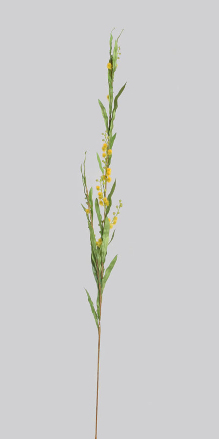 mimosa spray 
