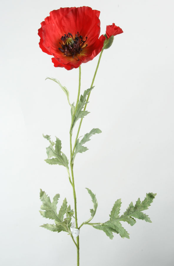 poppy red 