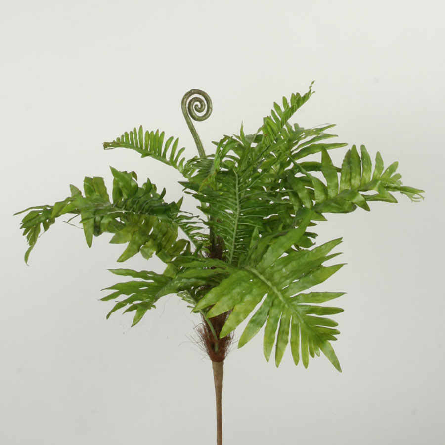 fern 