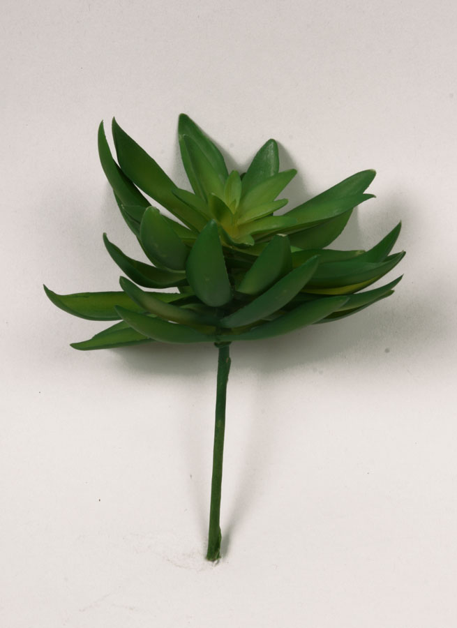 succulent 