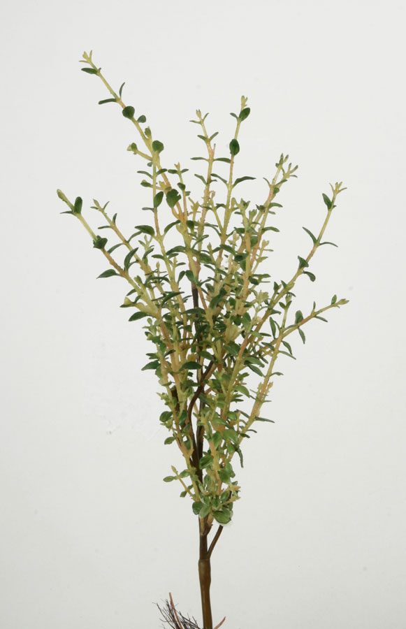 thyme 