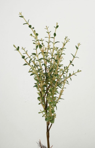 thyme 
