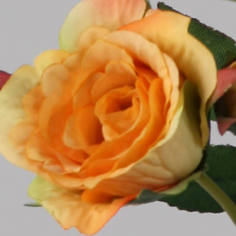 [7007] Rose (Alternative 4)