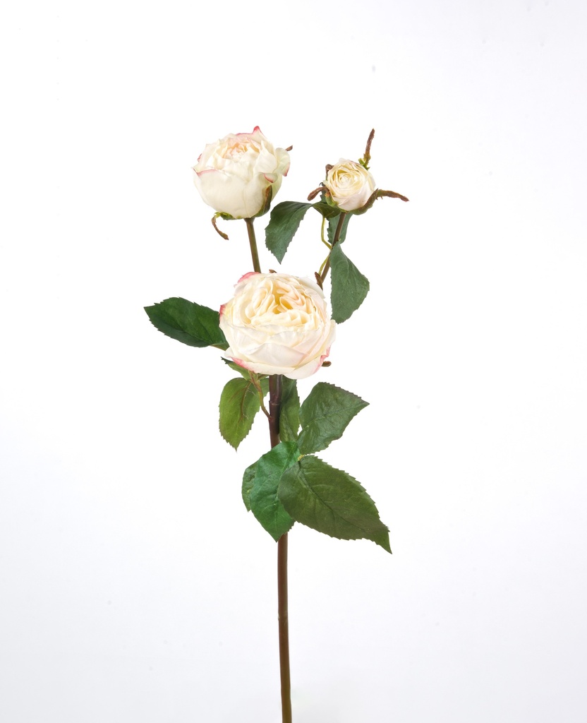 rose ecuadorian 