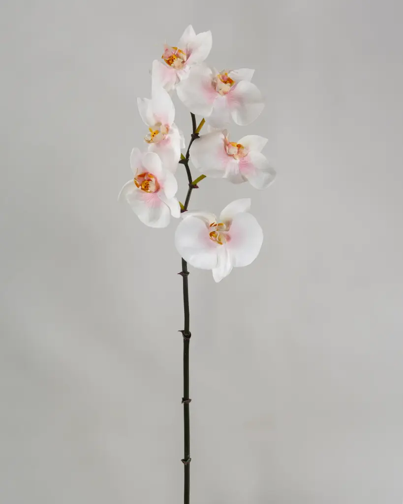 Orchid