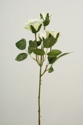 [7004] Rose (Alternative 5)