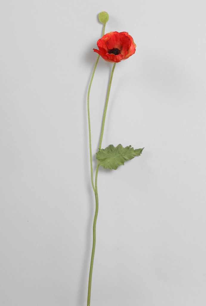 iceland poppy 