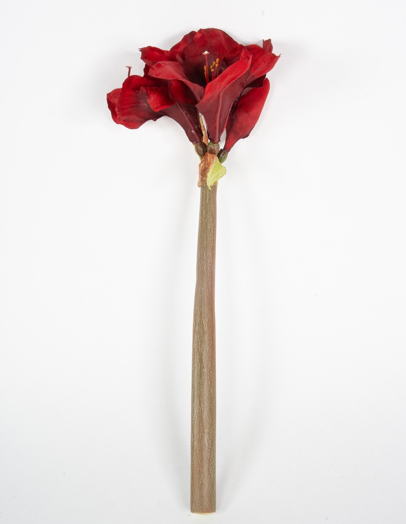 amaryllis 