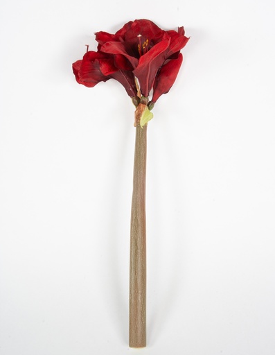 amaryllis 