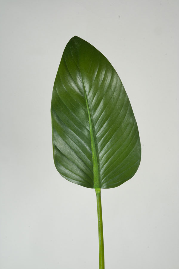 Alocasia Leaf 
