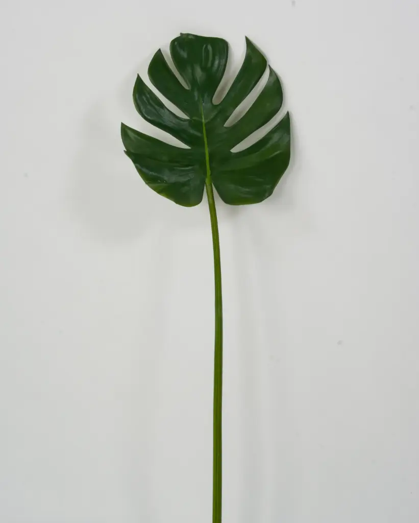 Monstera Leaf 