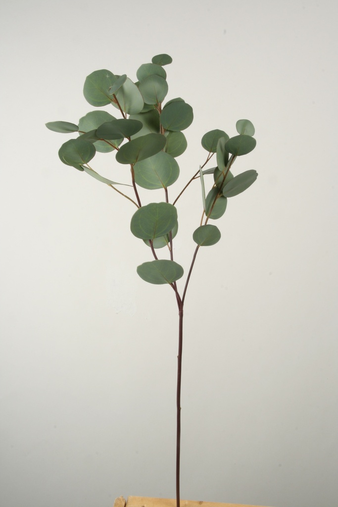 eucalyptus 