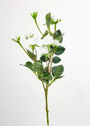 [5476] Rose (Alternative 3)