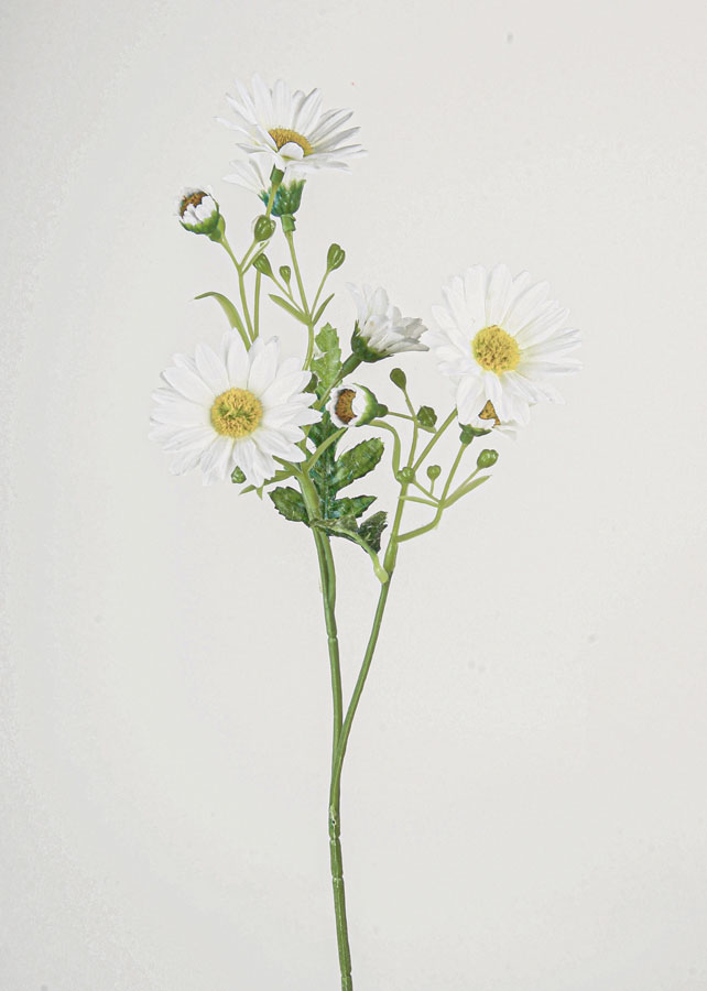 daisy spray white 