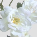 [6981] Rose (Alternative 2)