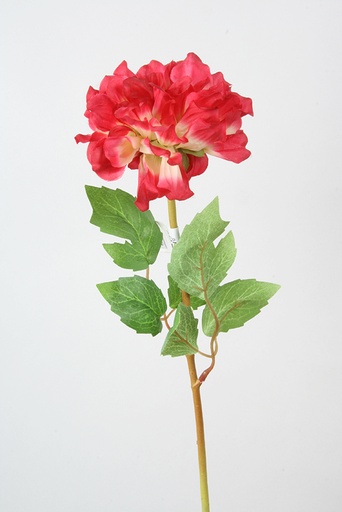 dahlia 