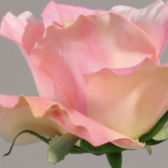 [595b-2] Rose (Alternative 2)