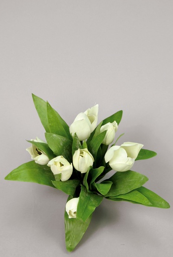 Tulip Bundle
