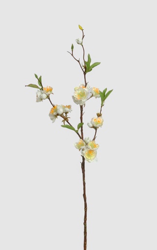 cherry blossom