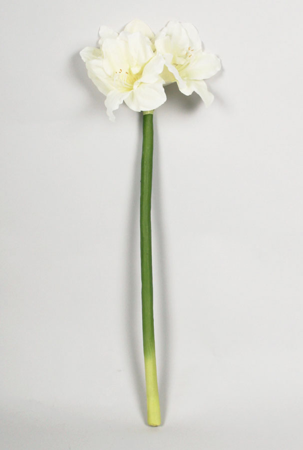 Amaryllis