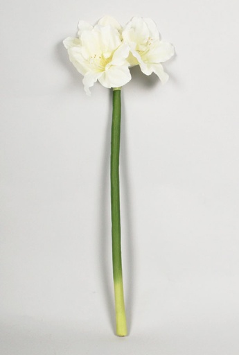 Amaryllis