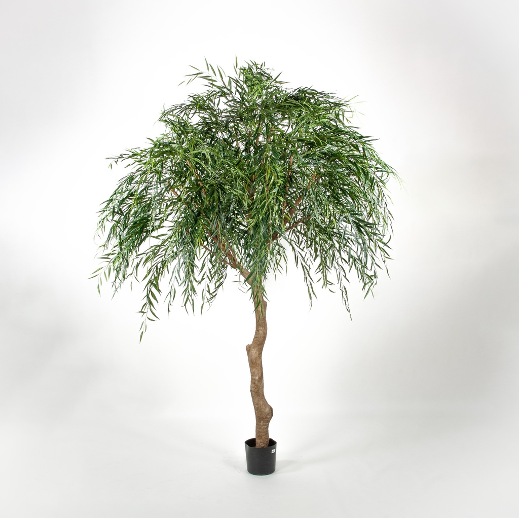 Weeping willow