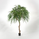 [1209-350] Weeping willow (Alternative 2)