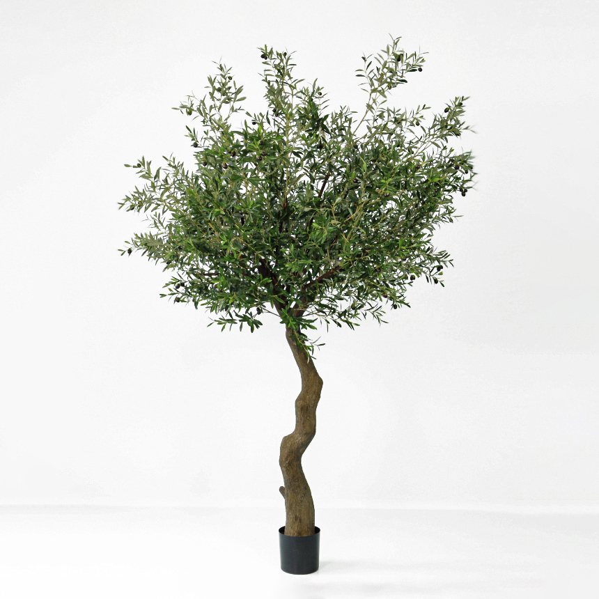 Olive tree