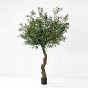 [1146-240] Olive tree (Alternative 1)