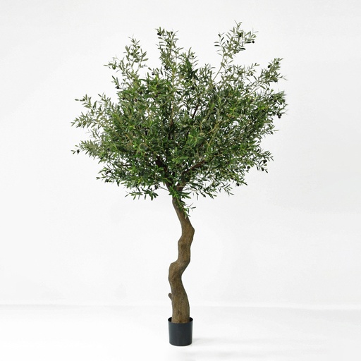 Olive tree