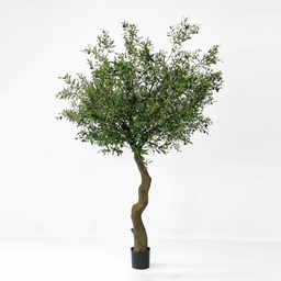 [1146-320] Olive Tree (Alternative 2)