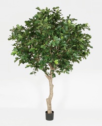 [1189-270] Oak tree (Alternative 1)