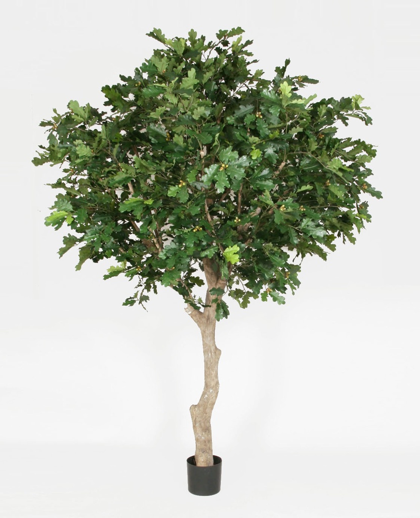 Oak tree