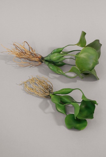 [598a] Vattenhyacint 