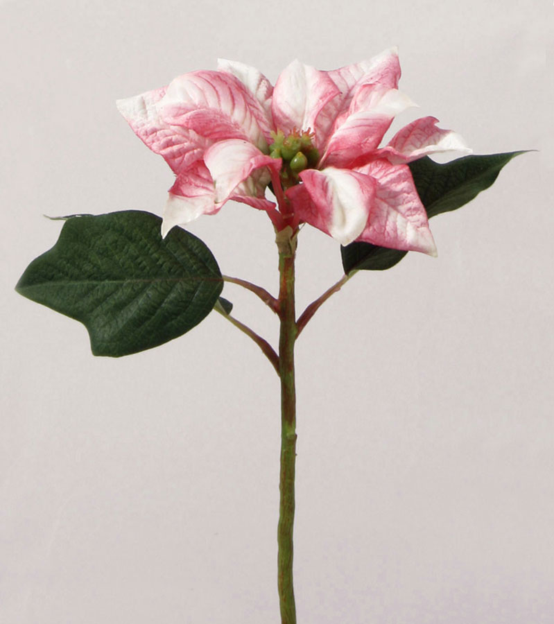 Poinsettia