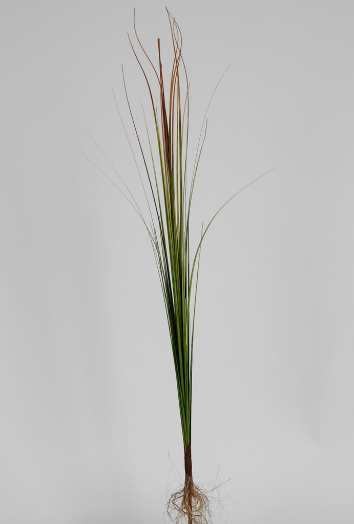 Grass 