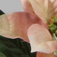 Poinsettia