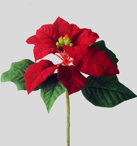 Poinsettia